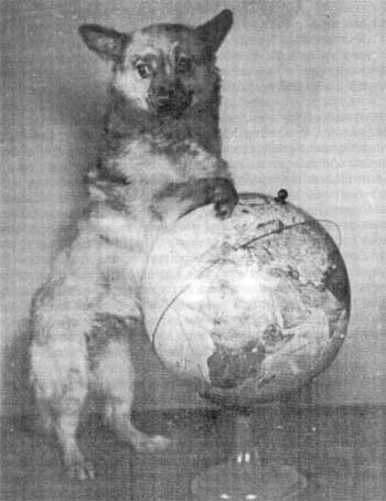 Собака Малышка после полета в скафандре (1955 г.) 