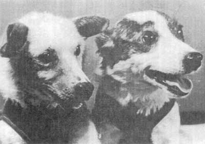 Четвероногие космонавты Белка и Стрелка после полета (1960 г.)